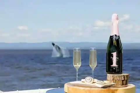 Tadoussac/Charlevoix: VIP Lounge/Upper Deck Whale Watching