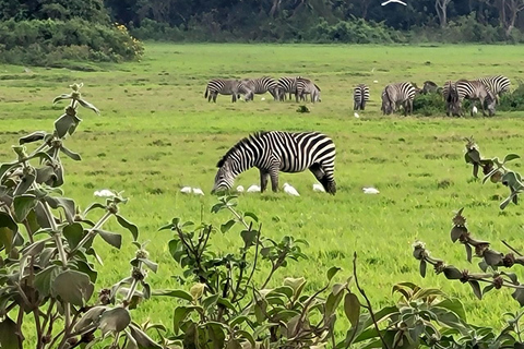 Arusha: 4-Day Safari to Tarangire, Serengeti, and Ngorongoro