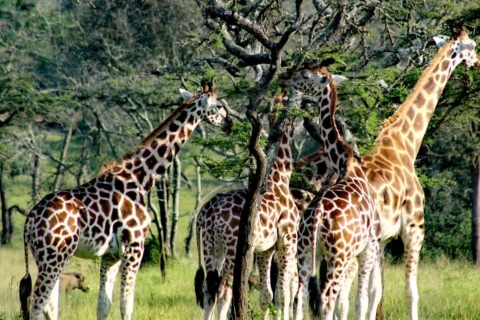 10-tägiger Besuch in Uganda und Primaten-Safari