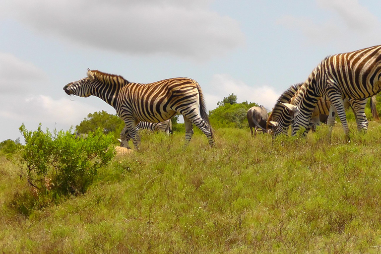 Schotia Safari – Big 5 Experience with High Lion Sightings