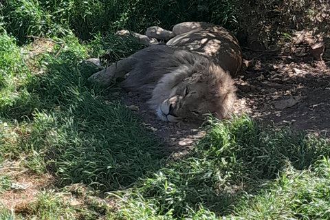 Cape Town Aquilla big sunset safari With transport & food aquila sunset bestseller