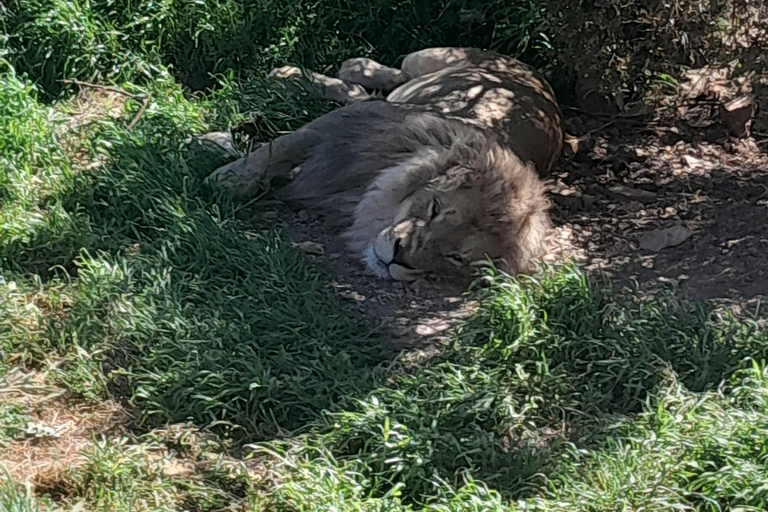 Cape Town Aquilla big sunset safari With transport & food aquila sunset bestseller