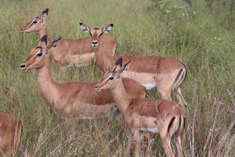 Park Narodowy Bush i Plaża Maputo2 dni safari