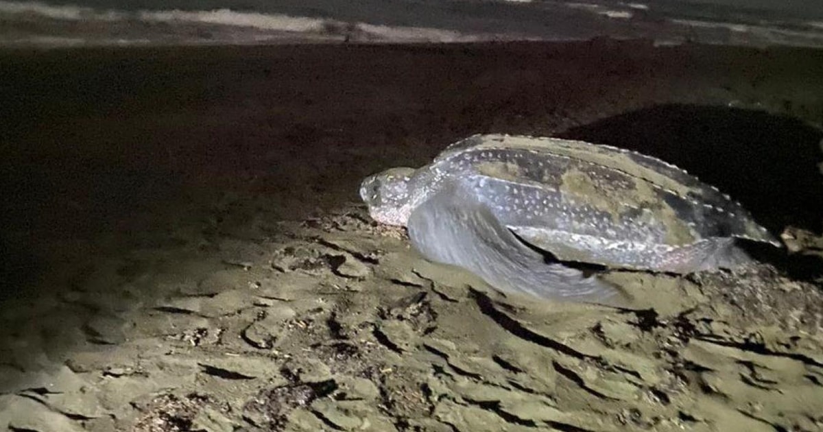 tortuguero schildpadden tour