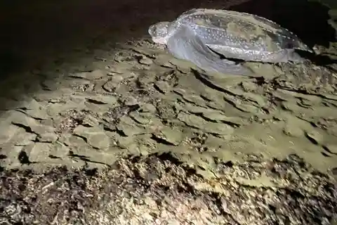 Sköldpaddsutflykt i Tortuguero nationalpark *** DEN BÄSTA***