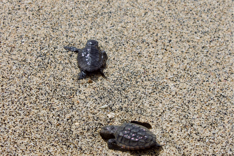 Sal Island Turtle Watch Tour w naturalnym środowisku