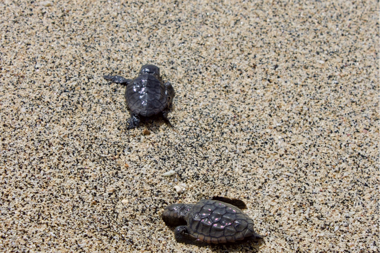 Sal Island Turtle Watch Tour w naturalnym środowisku