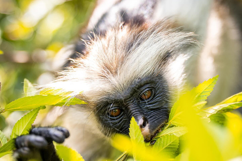 Zanzibar: Floresta de Jozani + excursão à Cidade de Pedra com traslado