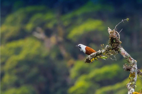 Monteverde: Cloud Forest Guided Walk