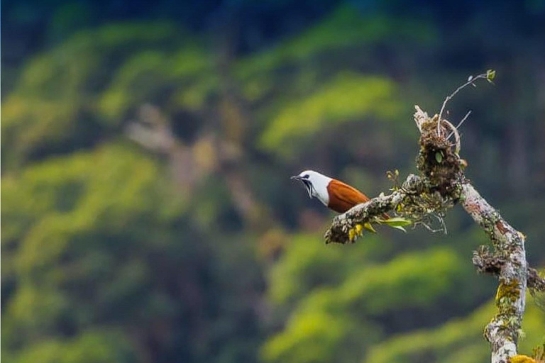 Monteverde: Cloud Forest Guided Walk