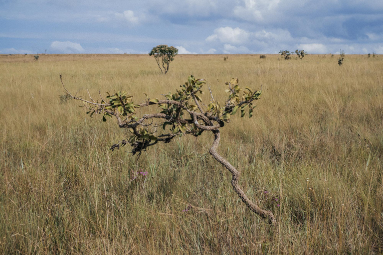 From São Paulo: 5-Day Serra da Canastra Wildlife Safari
