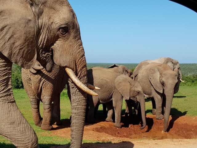 Visit Private Half Day Addo Elephant National Park Safari in Port Elizabeth