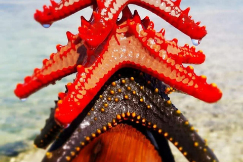 Zanzibar : excursion de plongée avec tuba et voile au récif de Kiwengwa