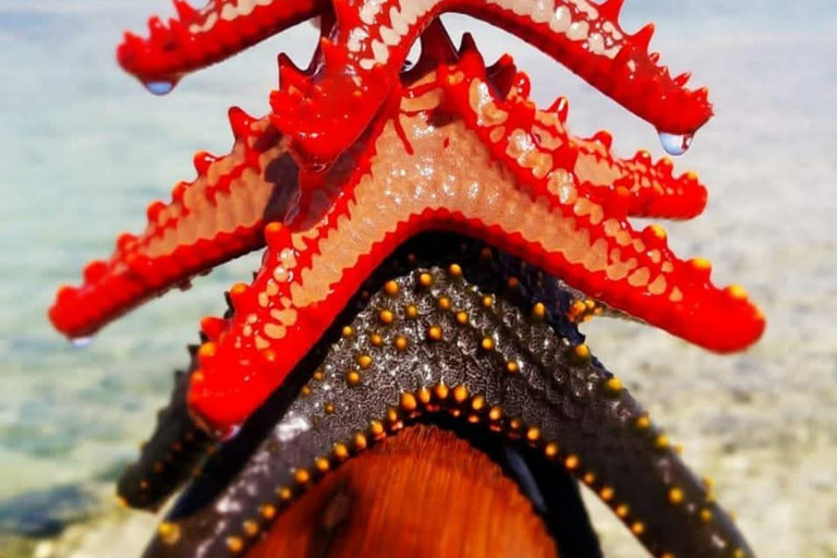 Zanzibar : excursion de plongée avec tuba et voile au récif de Kiwengwa