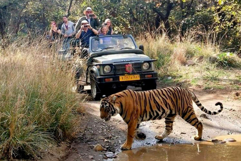 7-dniowa wycieczka po Złotym Trójkącie z safari Ranthambore Tiger SafariWycieczka do Złotego Trójkąta z zakwaterowaniem w hotelu 4-gwiazdkowym