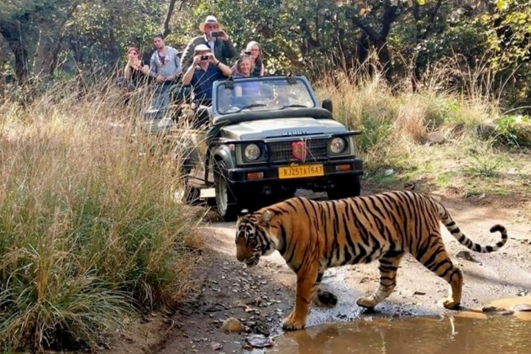 7-dniowa wycieczka po Złotym Trójkącie z safari Ranthambore Tiger SafariWycieczka do Złotego Trójkąta z zakwaterowaniem w hotelu 4-gwiazdkowym