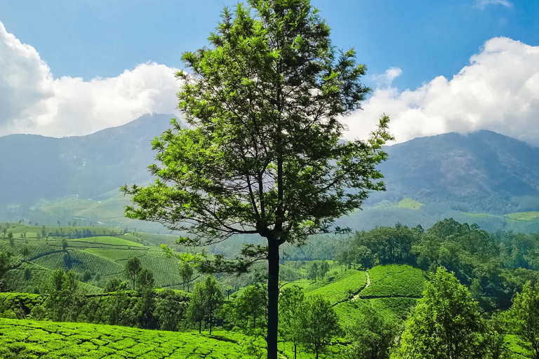 Kerala: Munnar, Thekkady, Alappuzha & Trivandrum 5-Day Trip Kerala: 5-Day Munnar, Thekkady, Alappuzha and Trivandrum