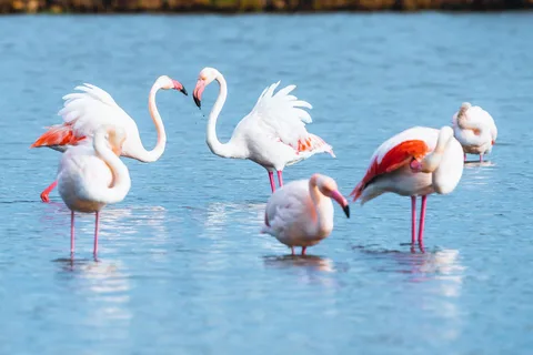 Naturparken Albufera des Grau: vandring & fågelskådning