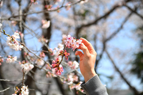 Seoul: Jinhae Cherry Blossom Tour with Busan Drop-off Option [Round Trip From Seoul] Jinhae Cherry Blossom Day Tour