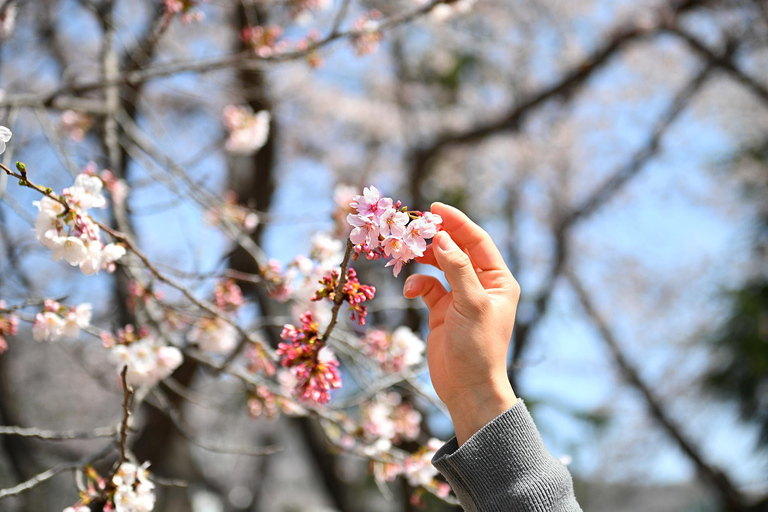 Seoul: Jinhae Cherry Blossom Tour with Busan Drop-off Option [Round Trip From Seoul] Jinhae Cherry Blossom Day Tour