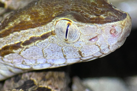 Park Manuel Antonio: Wycieczka z przewodnikiem piesza z przyrodnikiemWycieczka prywatna