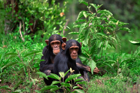 3-Day Nyungwe National Park and Lake Kivu Tour