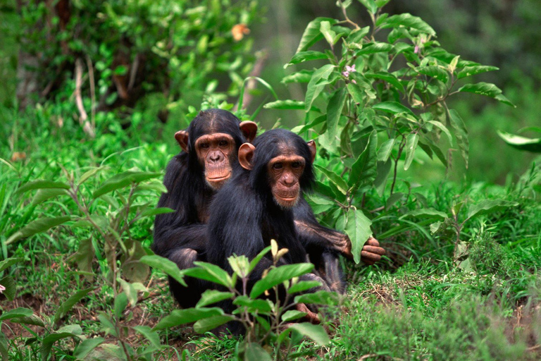 3-Day Nyungwe National Park and Lake Kivu Tour