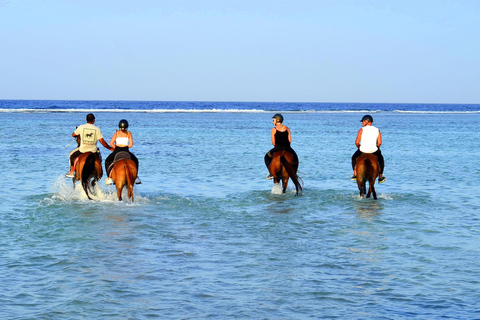 Marsa Alam: Passeio a cavalo pelo mar e pelo deserto