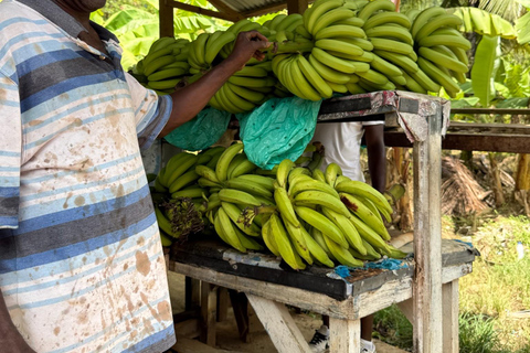 St. Lucia: ATV Tour with Beach Ride and Rum Tasting St Lucia ATV Tour: Waterfall, Plantation, Beach & Distillery