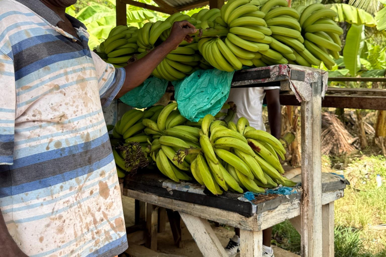 St. Lucia: ATV Tour with Beach Ride and Rum Tasting St Lucia ATV Tour: Waterfall, Plantation, Beach & Distillery