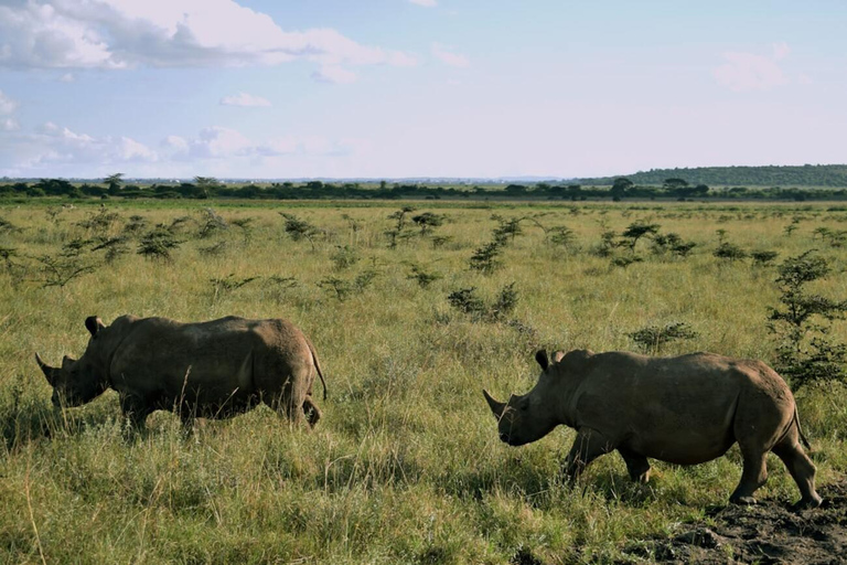 Nairobi: National Park Layover Tour mit Flughafentransfers.