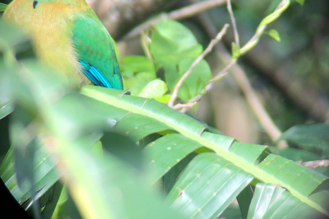 Monteverde: Cloud Forest Guided Walk
