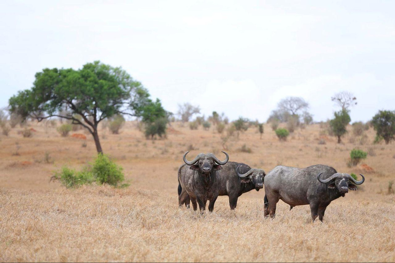 Salt Lick Safari Lodge: tour di 2 giorni da Nairobi o MombasaNairobi o Mombasa: tour di 2 giorni al Salt Lick Safari Lodge