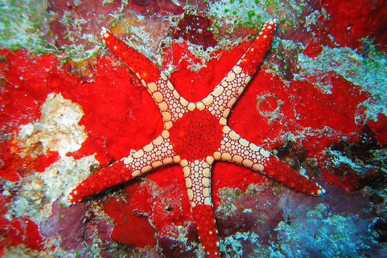 Jozani, Salaam, Seestern, Schnorcheln, The Rock, Kuza, PajeJozani, Salaam, Seesterne, Schnorcheln, The Rock, Kuza, Paje