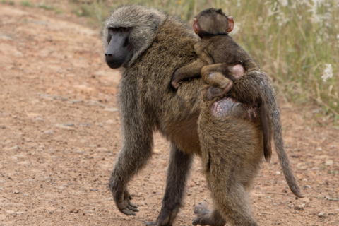 Akagera Wildlife Photography Safari: Big Five & Boat Cruise