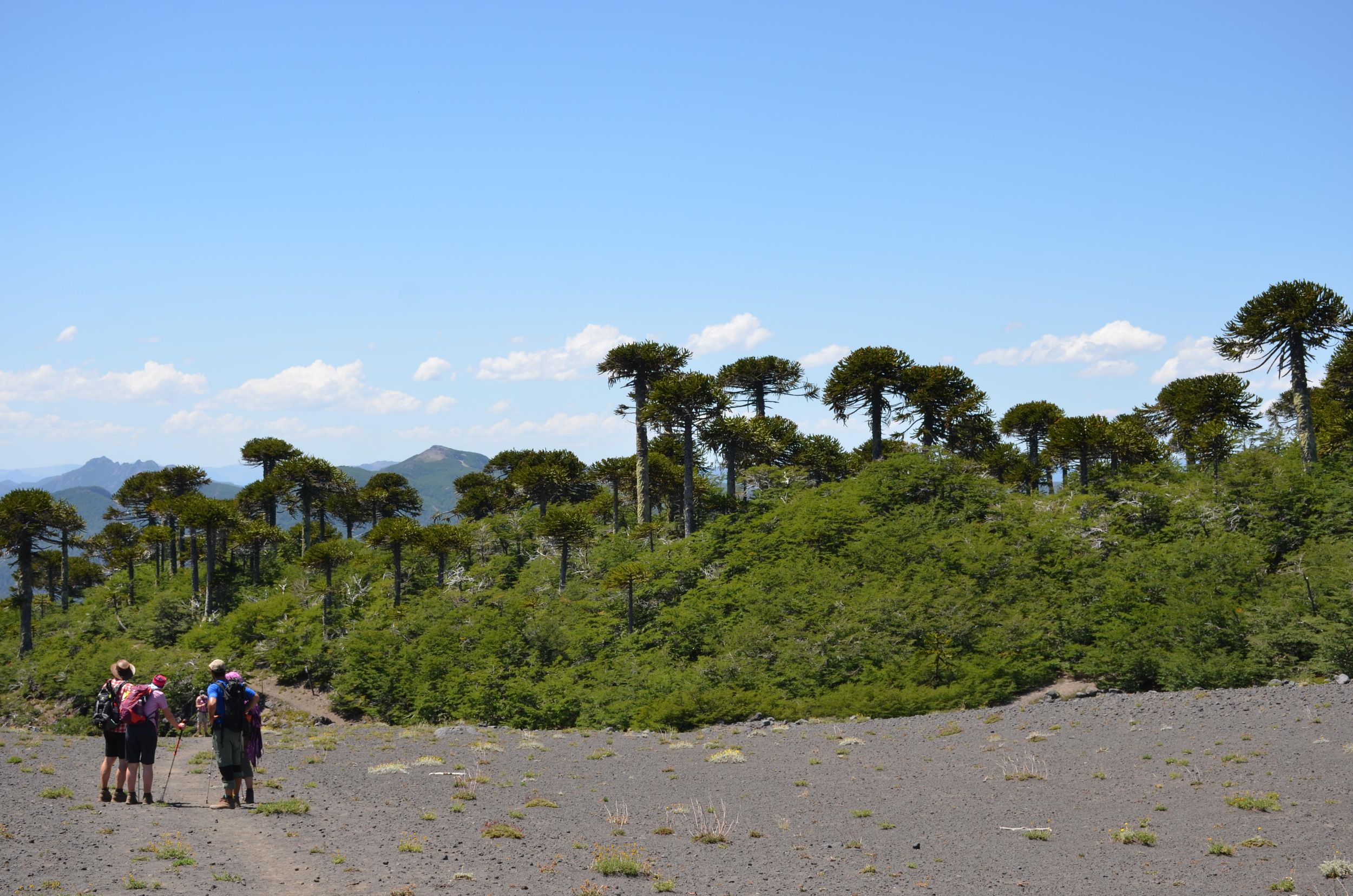 Andenseen und Araucaria-Wald: Wanderung im Nationalpark Villarrica