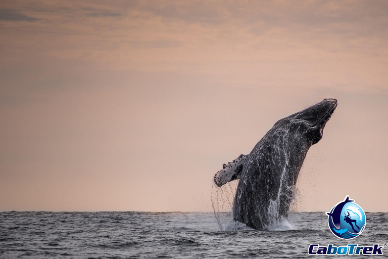 Sunset Whale Watching Cruise in Cabo San Lucas
