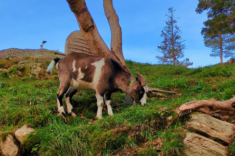 Bergen como un lugareño: Cultura, Puntos de Vista y la Iglesia de la DuelaBergen Como un lokal: Tradiciones, puntos de vista y la iglesia de madera
