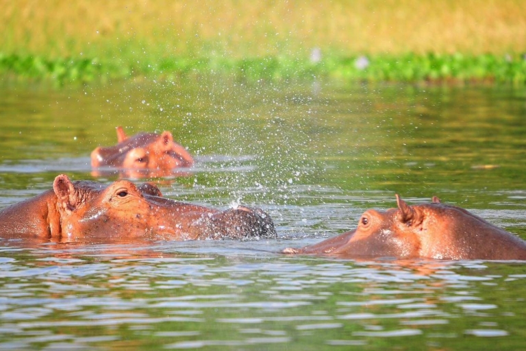 7 jours de safari de luxe en Ouganda (gorilles, chimpanzés et faune)