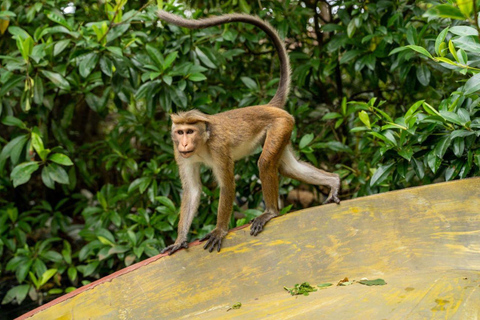 All-Inclusive Galle Dutch Fort, Koggala Lake & Kayak Tour From Tangalle: Galle Dutch Fort, Koggala Lake & Kayak