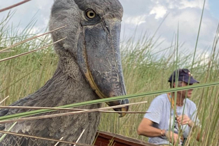 Entebbe: Mabamba Swamp and Botanical Gardens Birding Tour