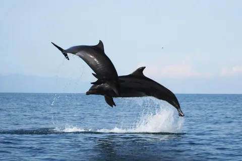 Puerto Vallarta : Croisière d'observation des dauphins avec un biologiste