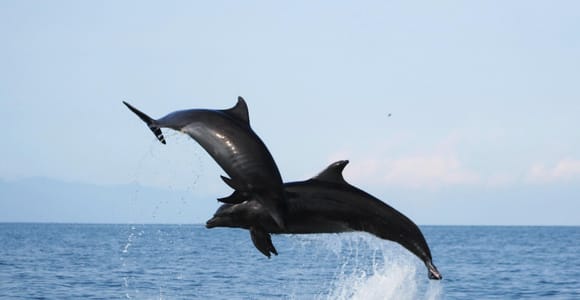 Puerto Vallarta: Dolphin Watching Cruise with a Biologist