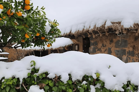 Jeju: Winter East Snow, Camellia, Tangerine Picking Tour
