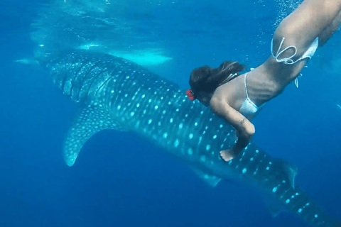 Cebu: Przygoda z nurkowaniem z rekinami wielorybimi w Oslob i Moalboal