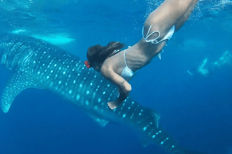 Cebu: Przygoda z nurkowaniem z rekinami wielorybimi w Oslob i Moalboal