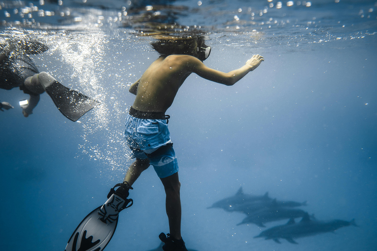 Hurghada: All-Inclusive Elite VIP Dolphin House & Massage Including Transfer from Hurghada