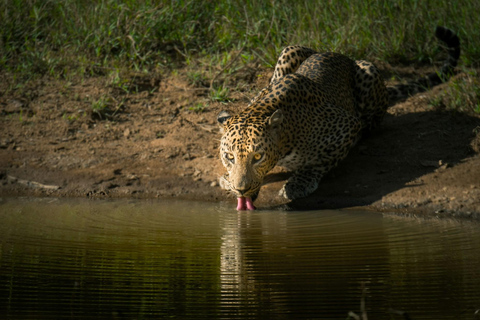Sri Lanka: 8-Day Big Five Safari & Blue Whale Watching Tour