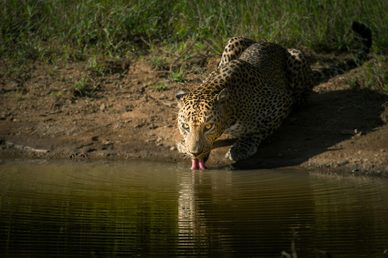 Sri Lanka: 8-Day Big Five Safari & Blue Whale Watching Tour