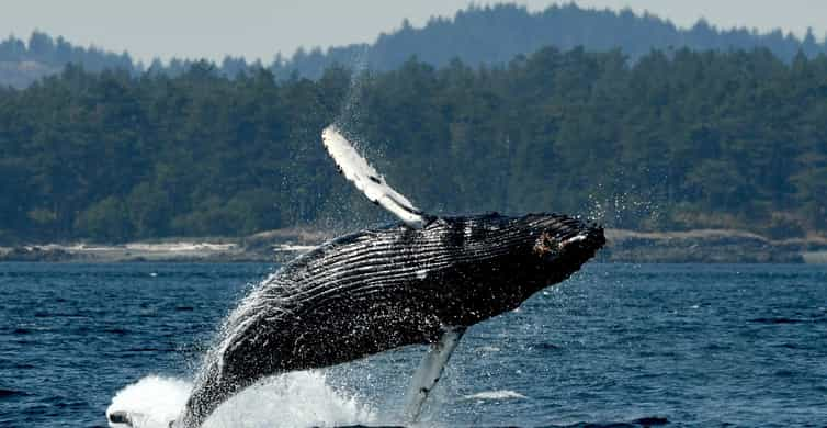 Anacortes: Whale Watching Adventure Tour | GetYourGuide